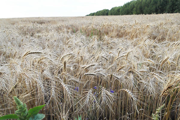Украина экспортировала 16,4 млн т зерновых