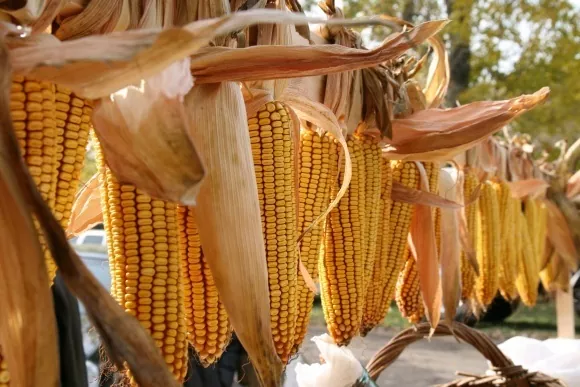 На Дніпропетровщині затримано вантаж зараженої кукурудзи з США 