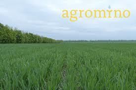 Agromino продала Новомиргородский элеватор за 2,6 млн долл.