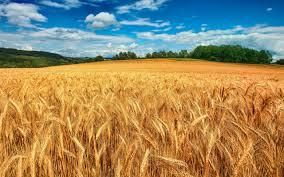 Цены на пшеницу в России значительно ниже прошлогодних