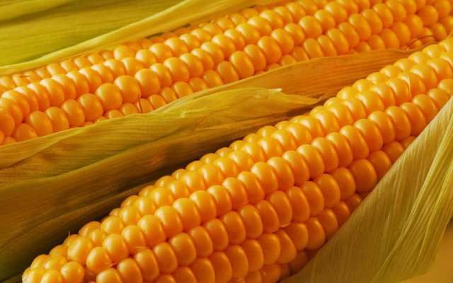 Встановлено новий ціновий рекорд на зерно кукурудзи