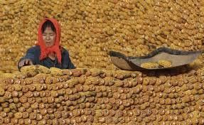 Экспорт кукурузы в Китай вырос в 3,6 раза