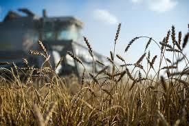 Урожай пшеницы в Турции может увеличиться на 13% - USDA