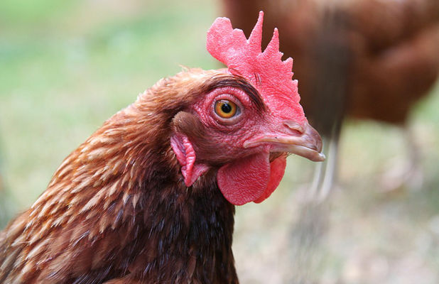 ТОП-3 крупнейших производителей курятины в Украине