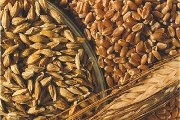 В Украине запасы зерновых снизились на 16%
