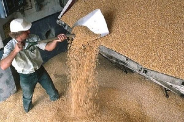 Япония объявила очередной регулярный тендер на импорт пшеницы