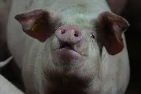 Через спалах АЧС у Запоріжжі обмежили торгівлю свининою