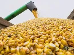Rabobank обнародовал наиболее низкую оценку урожая кукурузы и сои в Аргентине 