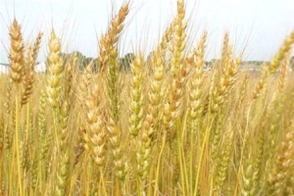 Япония закупила на тендере пшеницу