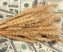 Світові ціни на зерно в січні зросли на 6,3%