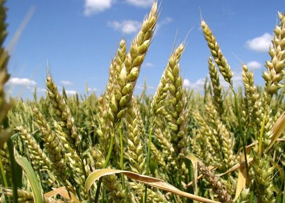 Урожай украинской пшеницы сократится, а качество вырастет — эксперты