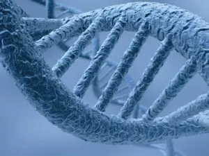 Редактирование генома не подпадает под европейские правила, регулирующие ГМО