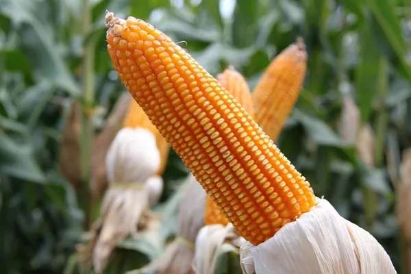 Bloomberg: Кукуруза «разделила» украинских производителей
