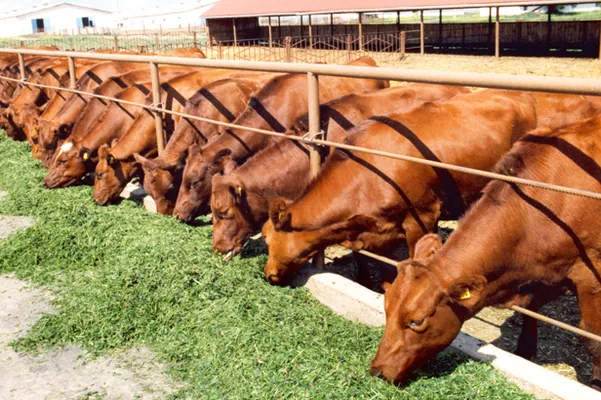 «НИБУЛОН» по итогам 2017 года увеличил показатели производства животноводческой продукции