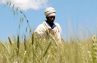 Египет изменил тендерные требования к импортной пшенице в части протеина и демереджа