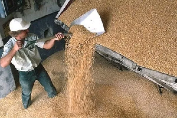 Япония объявила тендер по закупке 100,5 тыс. тонн пшеницы