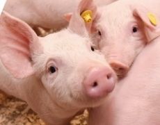  Стреси у свиней призводять до факторних інфекцій