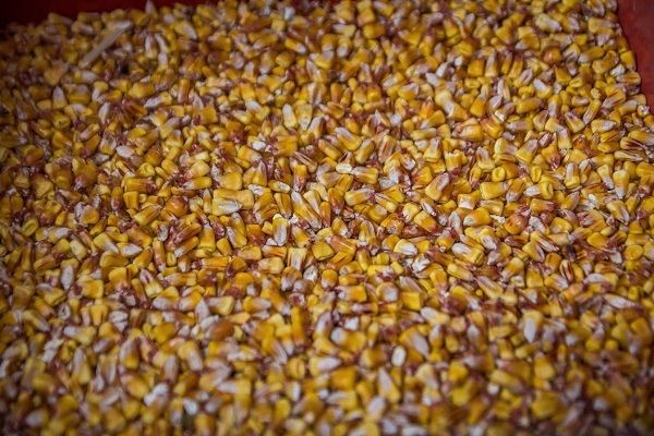 Украина увеличила импорт семян кукурузы в 37 раз
