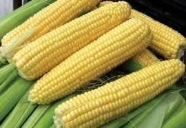  Бразилия резко снизила прогноз производства кукурузы