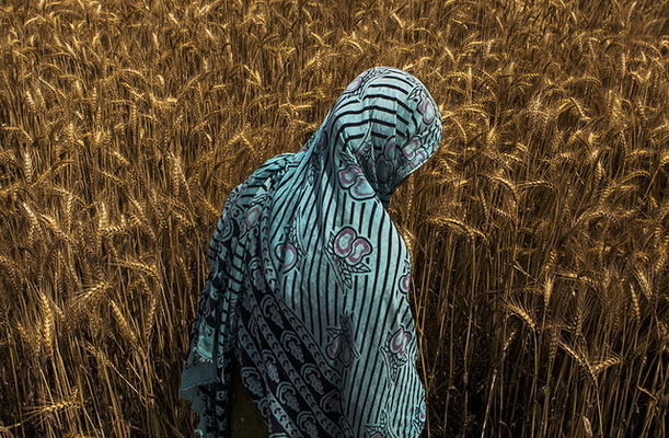  Индия может увеличить импорт пшеницы на 40%