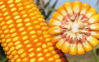 Компания «Евралис Семенс Украина» представила новые гибриды кукурузы