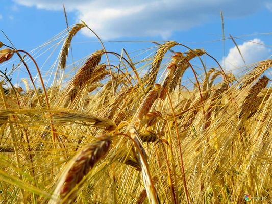  Новый лидер в мировом импорте пшеницы является ключевым покупателем украинской зерновой