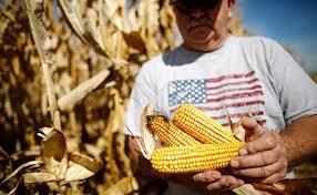 Тайваньские переработчики закупили на тендере кукурузу США