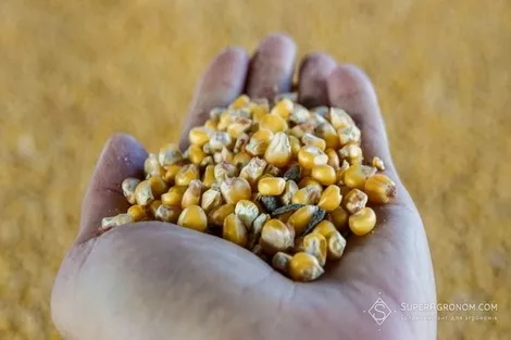 В январе на экспорт было отправлено 3,1 млн т украинского зерна