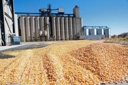 Иордания проводит тендер на импорт пшеницы