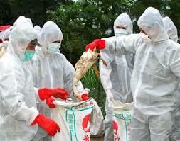 В Иране вырезали 25 млн голов домашней птицы из-за куриного гриппа
