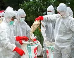 В Иране вырезали 25 млн голов домашней птицы из-за куриного гриппа