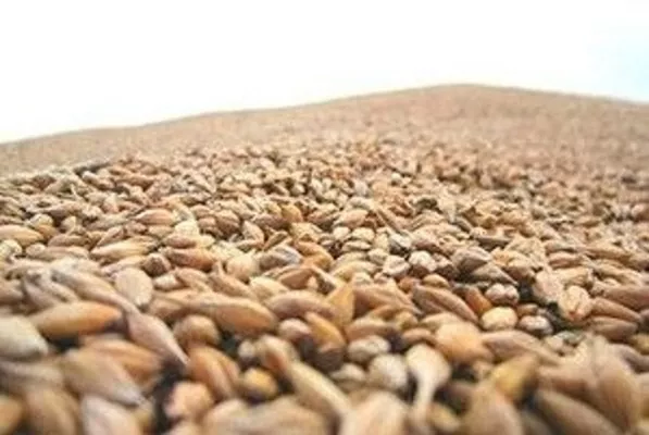 В 2017 г. урожай пшеницы в ЕС вырастет на 8 млн т — прогноз