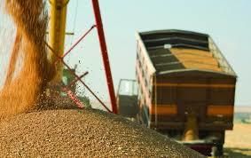 Франция продолжает снижать сезонные прогнозы экспорта пшеницы