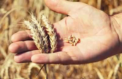 Япония закупила на тендере запланированный объем пшеницы