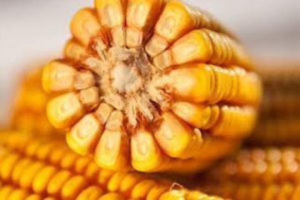 Визначено рейтинг областей з найгіршою врожайністю кукурудзи
