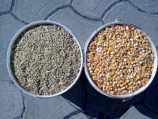 Украина в 2018/19 МГ может нарастить производство и экспорт фуражного ячменя и кукурузы