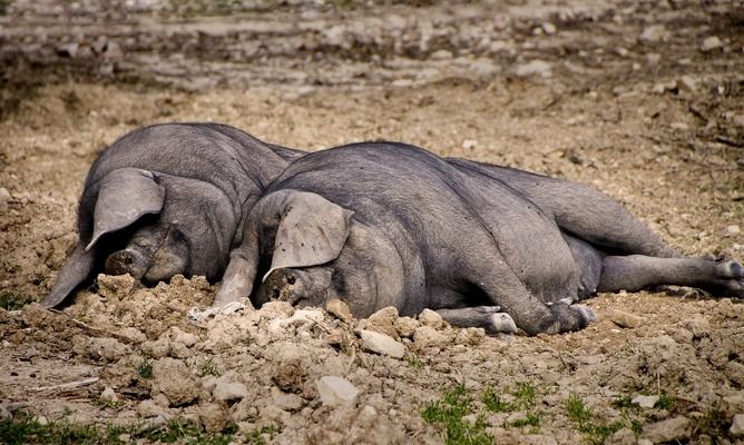 З початку 2019 закупівельні ціни на живець свиней падають