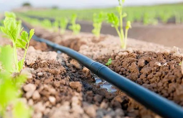 Фермеры на востоке Украины получат системы капельного орошения от ФАО