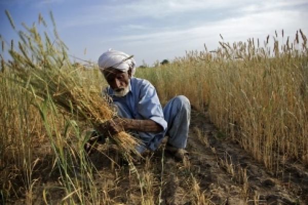 Пакистан продал на экспорт еще 750 тыс. тонн пшеницы
