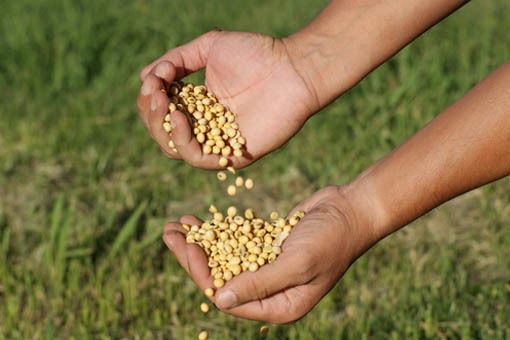 Эксперты уточнили прогнозы урожая соевых бобов и кукурузы в Бразилии