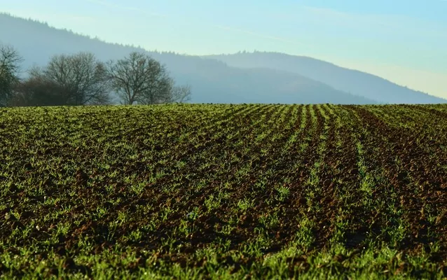 В Україні зійшло 98% посіяних озимих