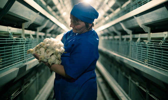 Птицекомплекс "Авис" получил разрешение на экспорт яиц в ЕС