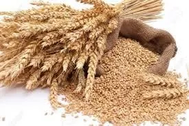 Алжир закупил на тендере пшеницу