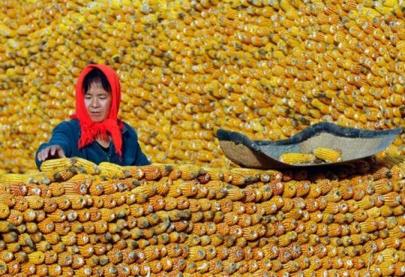 Южнокорейские переработчики объявили 2 тендера по закупке кукурузы, невзирая на рост мировых цен