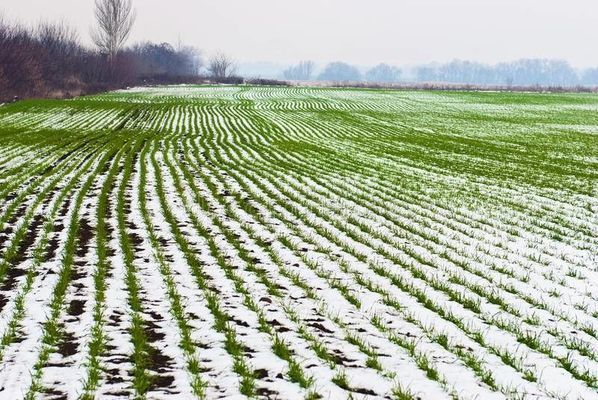 На Черкащині аграрії засіяли озимими зерновими понад 200 тис. га