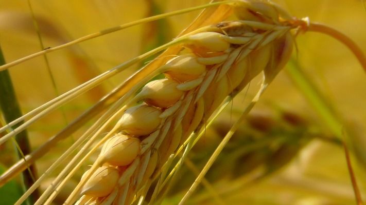 Експорт зернових з України становить 28,6 млн тонн