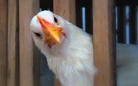 В Британии рестораны KFC закрываются из-за нехватки курятины