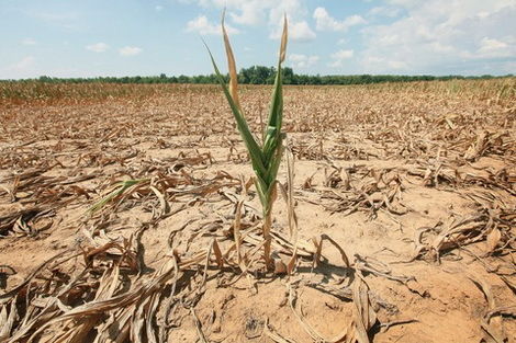 Засуха в Аргентине поднимает цены на кукурузу в Украине