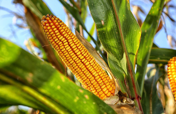 ТАС Агро получила рекордную урожайность кукурузы