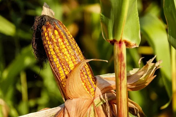 «ТАС Агро» встановила рекорд урожайності кукурудзи